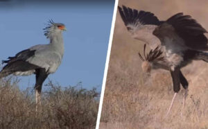 Secretary Bird is the world's tallest raptor bird